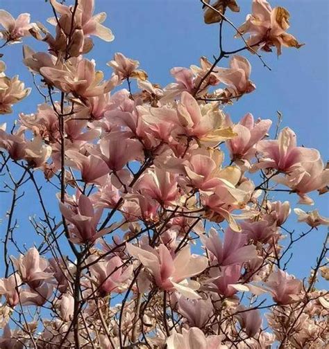 玉兰花树风水